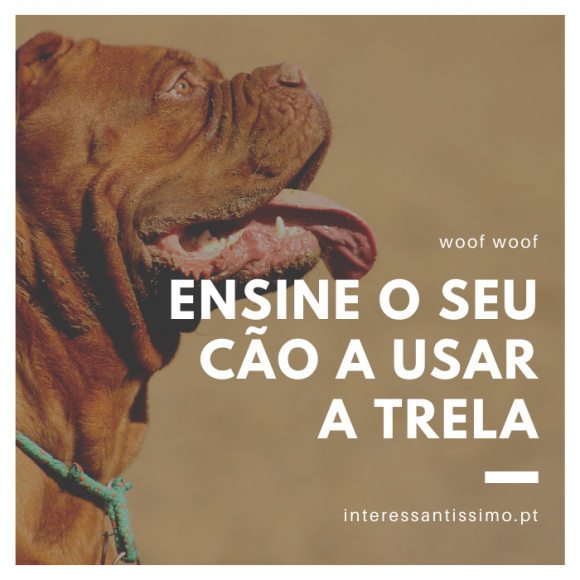 🐶 Treino de Cães: Ensinar a Usar a Trela Corretamente - Jornal-E